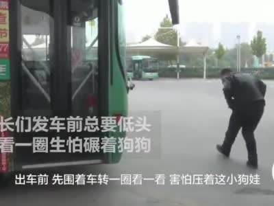 聪明狗狗蜗居车轮下蹭饭 郑州公交车长一个举动暖心了