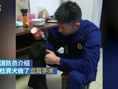 神操作！[doge]#消防员将杜宾犬包扎成天线狗狗#