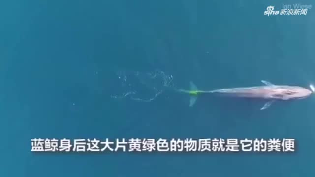 视频-航拍蓝鲸海中排便：排出大片黄绿色物质