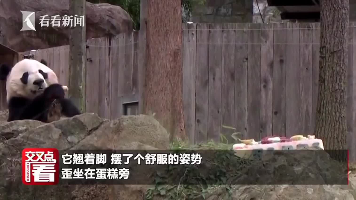视频-旅美大熊猫“贝贝”即将回国 听惯英语听不懂