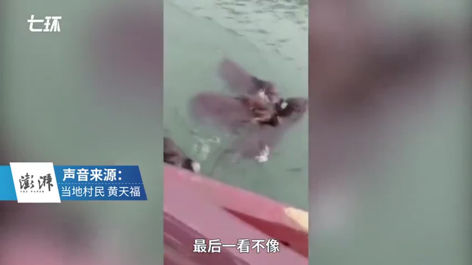 视频-8只野猪共同横渡汉江 村民为其护航