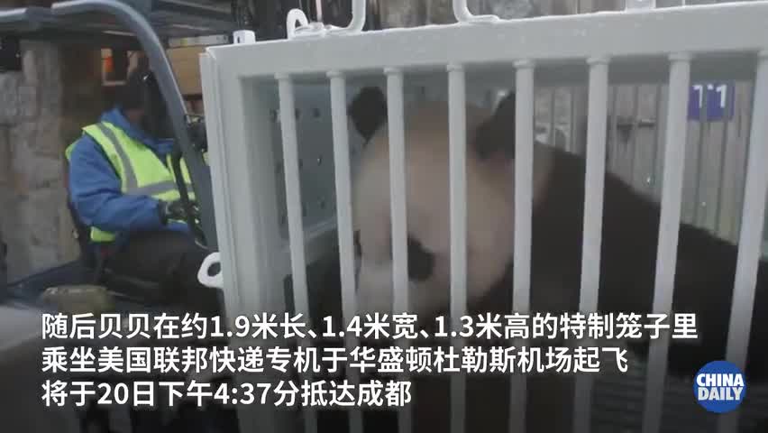 视频-旅美大熊猫贝贝启程回国 坐专机吃零食
