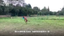 手狗专卖:马犬蹬胸转体360度接飞盘 “人犬合一”看呆网友