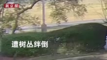 笨贼抢银行:国际丨笨贼抢银行被树丛绊倒 面罩掉了都不顾撒丫子就跑