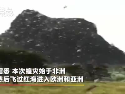 视频-4000亿只蝗虫已到达印度和巴基斯坦  据中国一步之遥