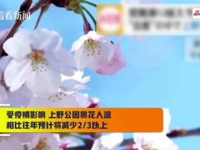 视频 确诊人数还在涨日本上野公园却迎来 赏花潮 上野公园 樱花 新冠肺炎 新浪新闻