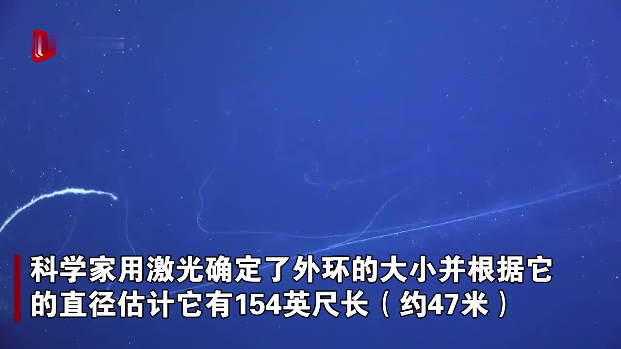 潜水艇在澳深海拍到47米长管状水母年龄或已几百岁