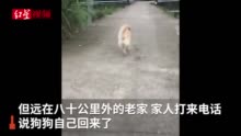 忠犬 馒头 走丢2个月流浪回到80公里外的主人老家 含视频 手机新浪网