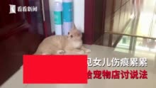 宠物猫买回当天主人被抓几十道伤口 店家：是你抱猫有问题