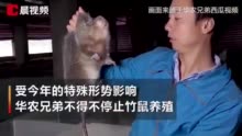 竹鼠、果子狸…45种野生动物年底前停止养殖 完整名单来了