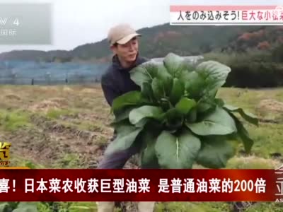 日本菜农收获巨型油菜 是普通油菜的200倍