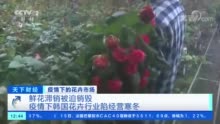 韩国的经销商纷纷忍痛销毁！鲜花为啥不“香”了？