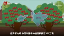 价格“腰斩”还是贵：车厘子咋在中国火起来的？