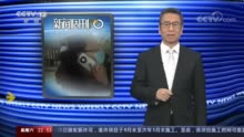 白岩松谈大连“卢书记”事件:有人遇事不按规矩而是找人解决
