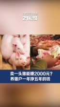 视频|养猪户一年挣五年的钱 卖一头猪至少能赚2000元