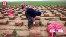 没人种的荒地竟变成“香饽饽” 企业年收益或达200万元
