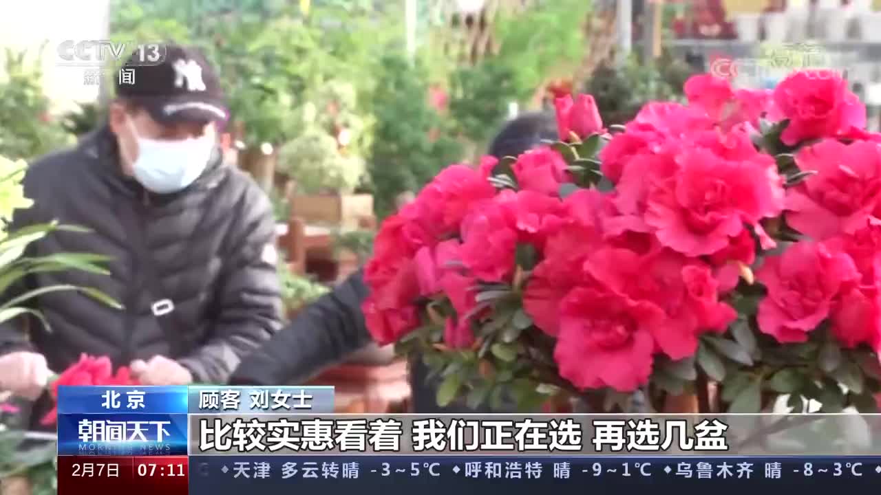 北京850多万盆年宵花上市迎销售高峰 高峰 新浪新闻