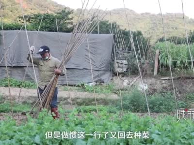 深漂40年菜农后悔早年没买房：菜地变高楼 自己像一只掉队的鸟
