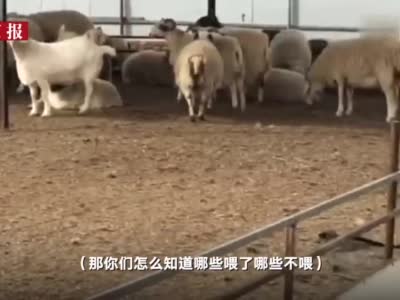 河北青县涉瘦肉精羊肉工厂被查封 记者跟随执法队快检肉羊