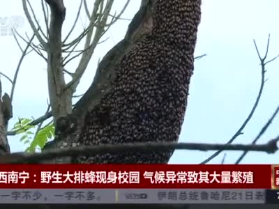 野生大排蜂蜂王图片 野生大排蜂蜂王图片欣赏