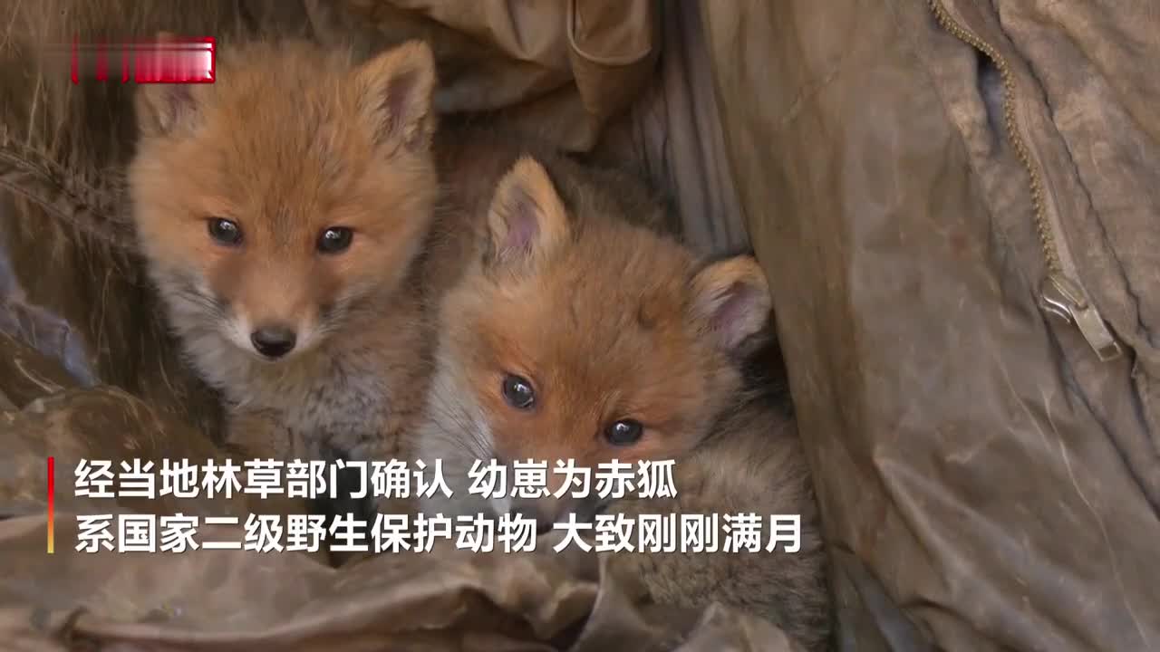 黑龍江呼瑪發現三隻野生赤狐幼崽為國家二級野生保護動物