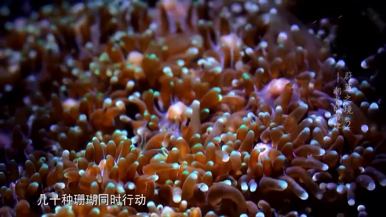 世界海洋日丨爱护珊瑚保护珊瑚礁 珊瑚 海洋生物 新浪科技 新浪网