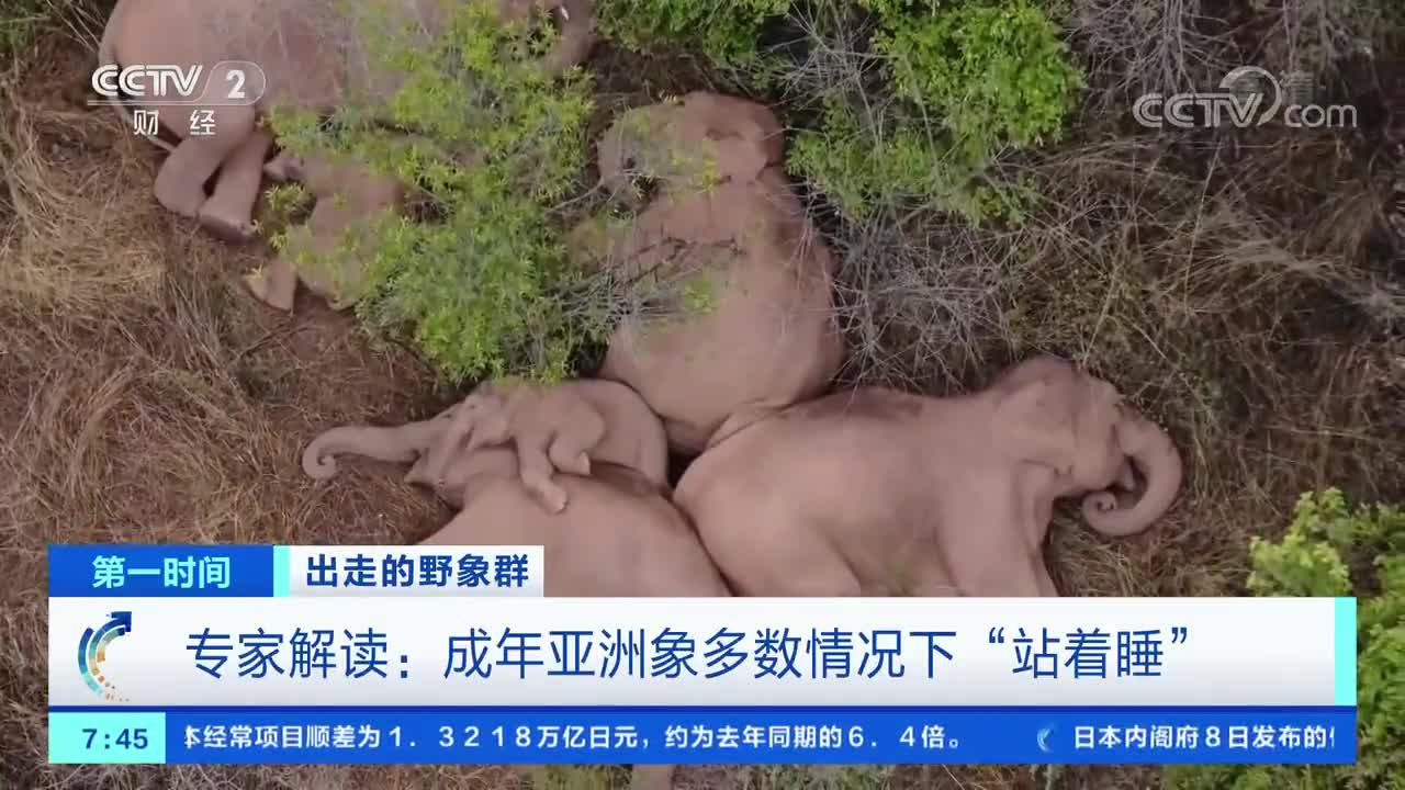 北迁亚洲野象群西行进入玉溪 独象北上进入昆明