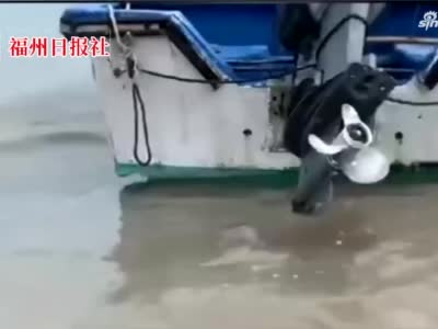 福清6只海豚搁浅滩涂 众人全力救助放生