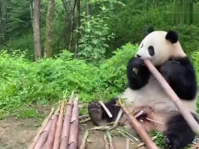 汉中佛坪：灵魂食者+听大熊猫吃竹笋有多治愈