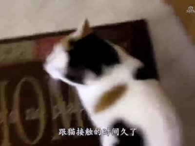 俗语 好男不养猫 好女不养狗 什么意思 有道理吗 猫 新浪新闻