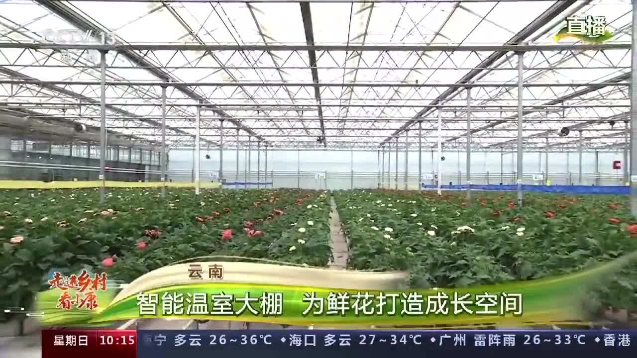 无土栽培自动补水 这个智能温室大棚里每盆花每天都能采一枝 新浪科技 新浪网