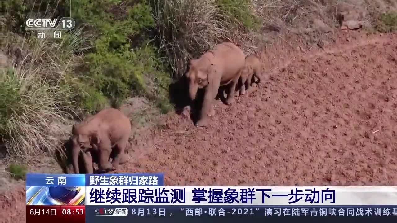 雲南野象群迴歸傳統棲息地後還會不會繼續南下或者北移