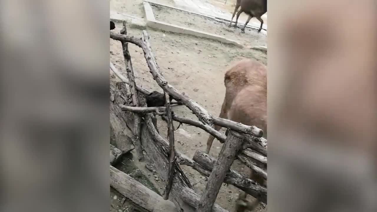 它們是國保邀你來起名北京動物園添了2只神鹿寶寶