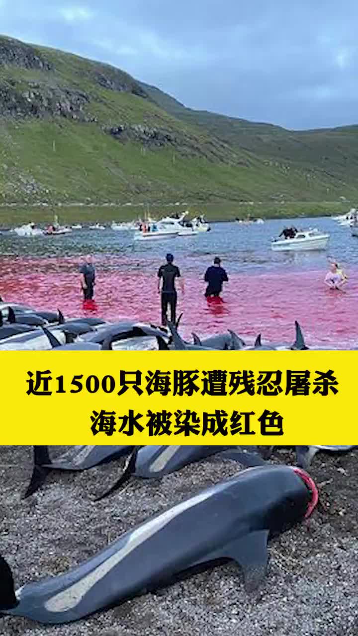 近1500只海豚遭残忍屠杀海水被染成红色