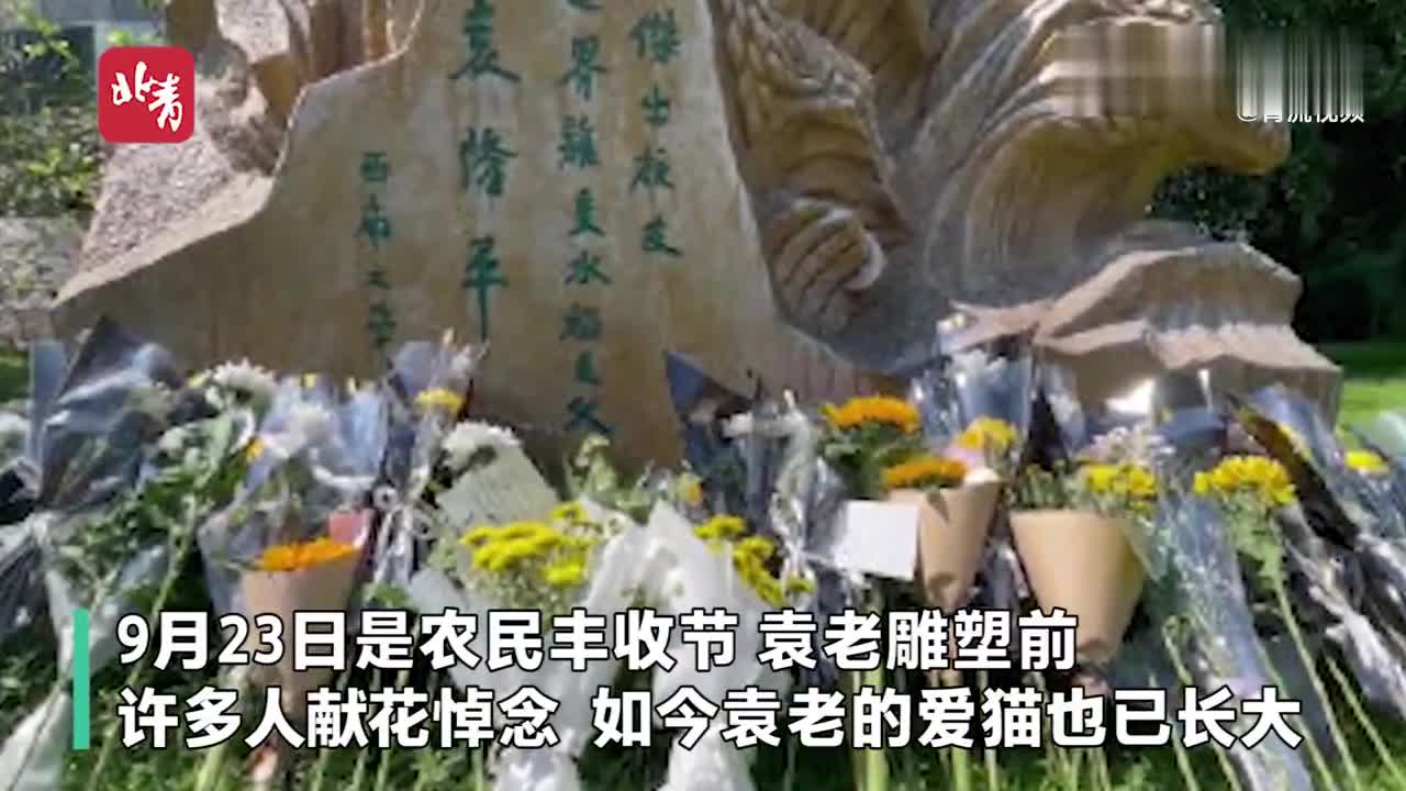 丰收的季节悼念袁隆平袁爷爷的猫长大了真的会抓老鼠