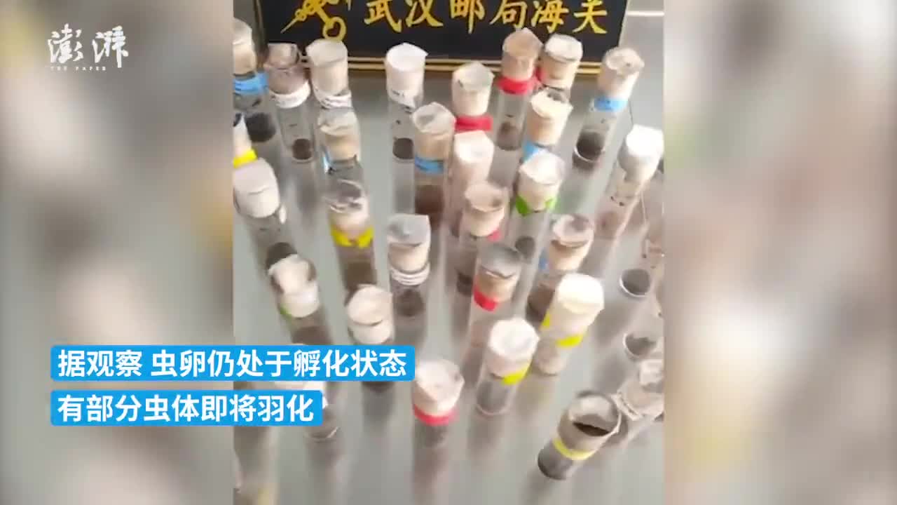 武汉海关查获322支果蝇卵试管 部分虫体即将羽化 新浪财经 新浪网