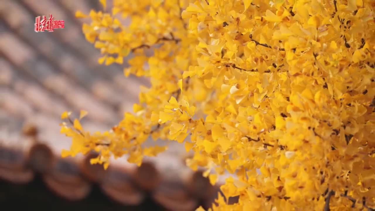 紅牆銀杏金瓦故宮秋色讓人心醉