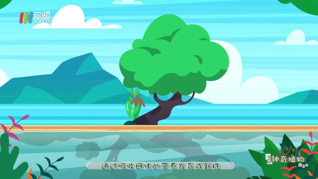 红树林的独门绝技