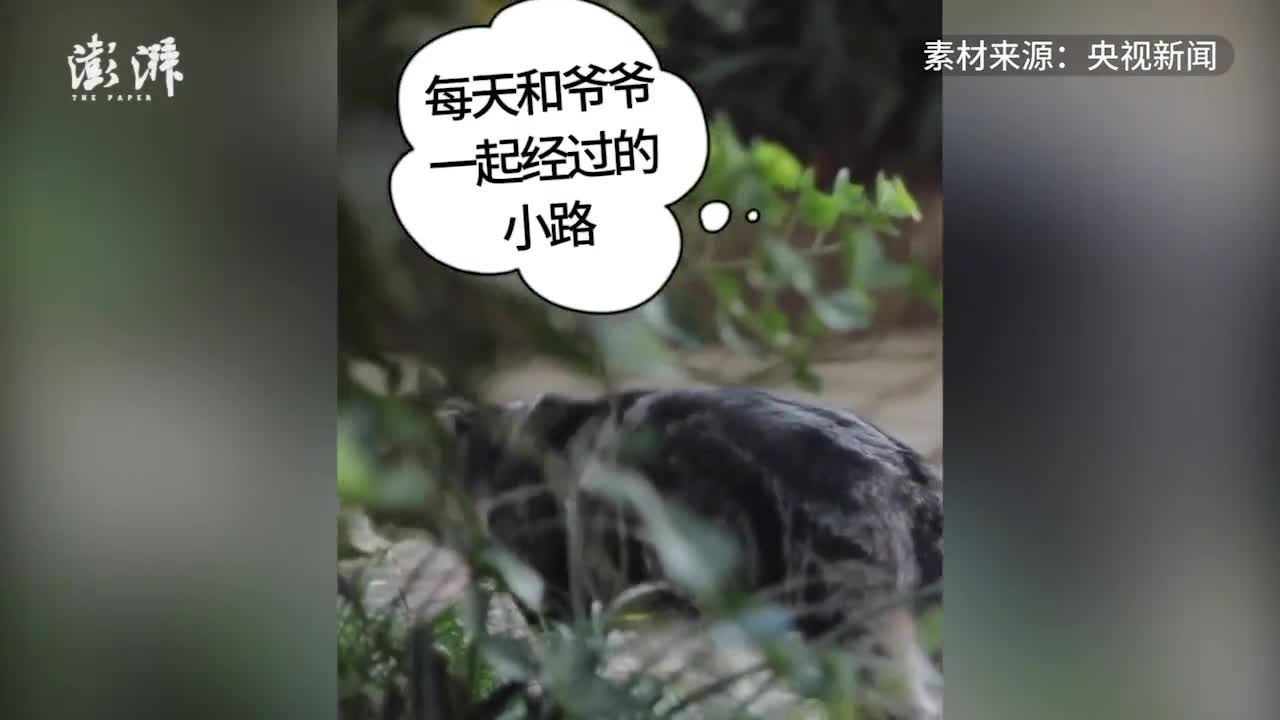 袁隆平的宠物图片