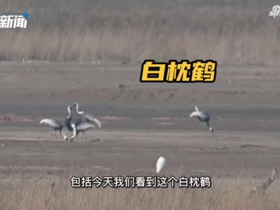 郑州黄河湿地再迎“观鸟季” 多种国家一级野生动物鸟类在此落脚
