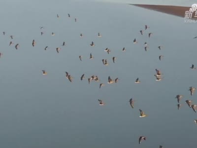 河南开封黄河湿地保护区：南迁的大雁舞翩翩