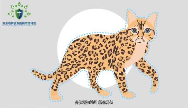 野生动物生物安全科普系列动画之六豹猫篇