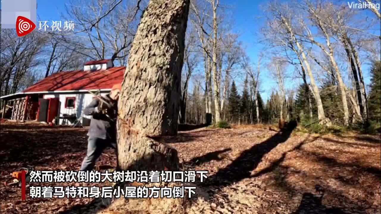 加拿大男子砍树时树倒错方向 树梢砸中屋顶幸未造成破坏