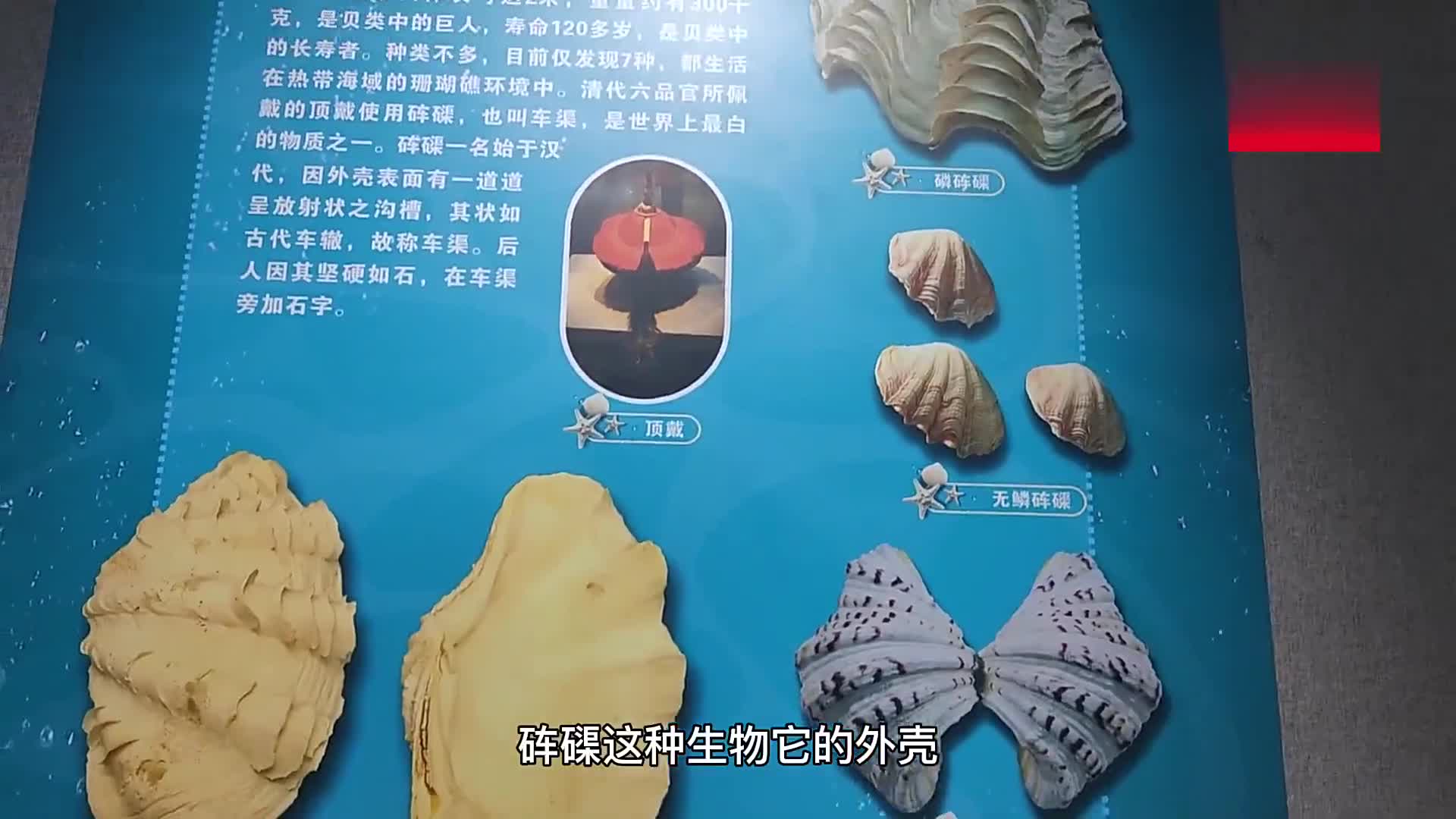 贵州省地质博物馆贝壳物语珍稀海洋贝类展开启奇妙海洋之旅