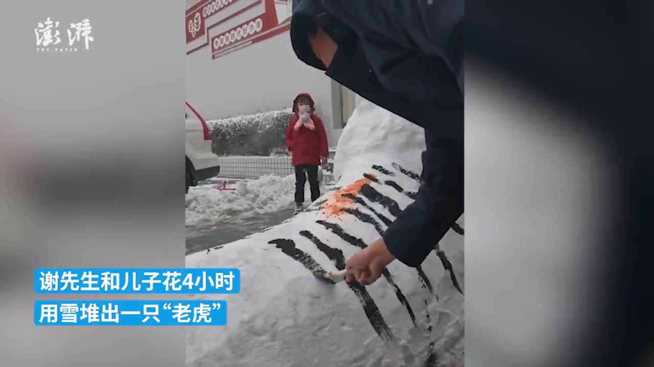 拿雪堆的老虎图片