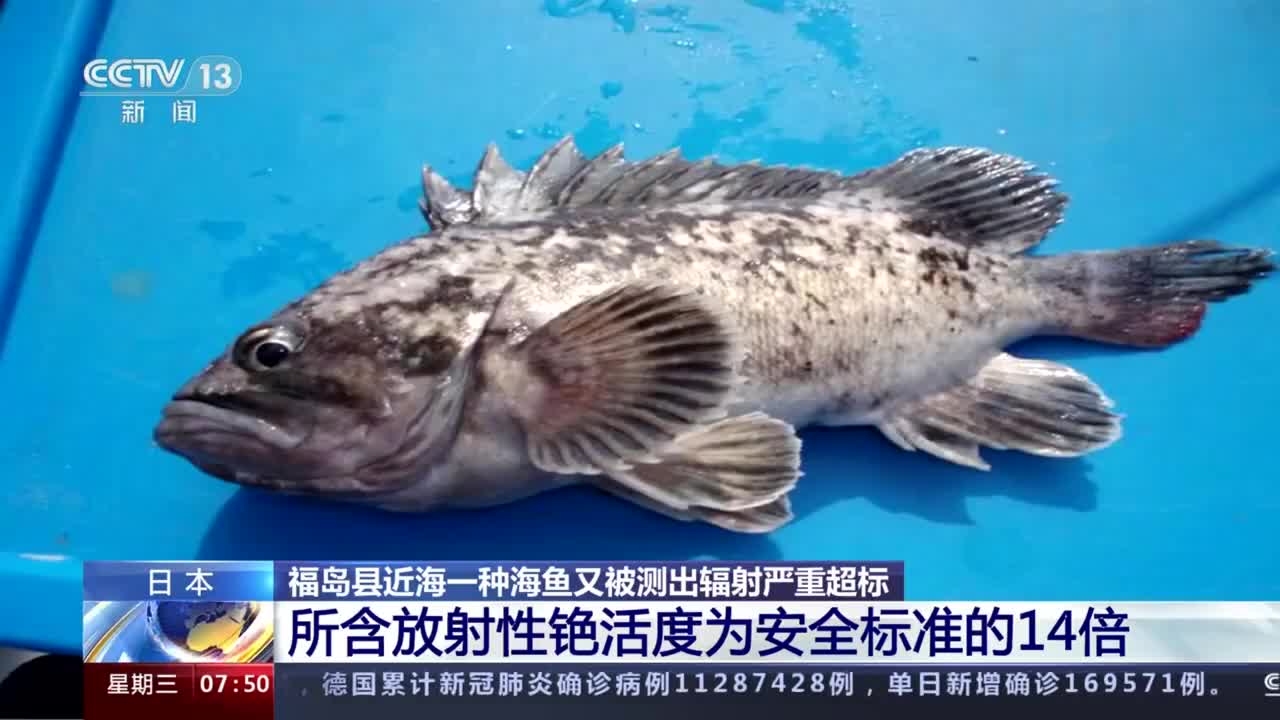 日本福岛近海鱼辐射严重超标