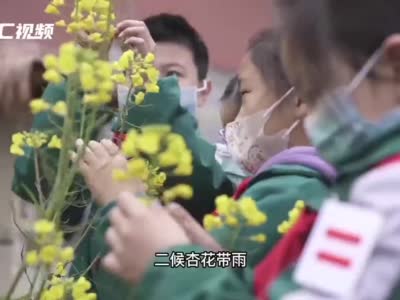 C视频｜油菜花花开校园 是孩子们种下的一片春天
