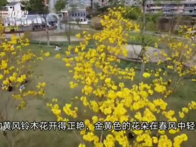 30秒 | 新开放的成都劼人公园迎来首个春天 黄风铃木花开得正艳