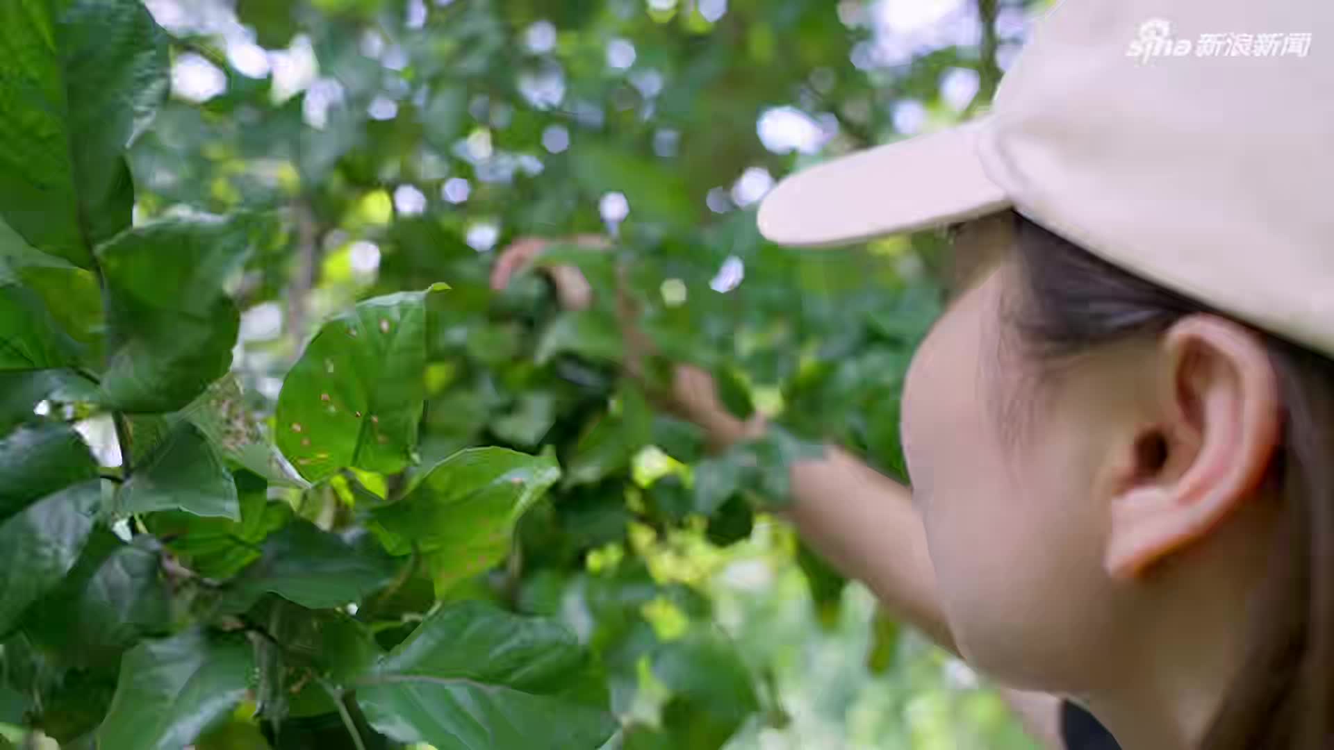 南吉黄皮鸡