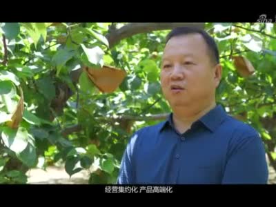 赵县德康梨果种植专业合作社科技引领种出生态梨